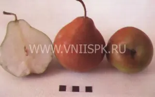 Селянка (Россошанская крупная)