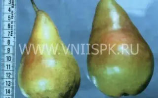 Скороплодная