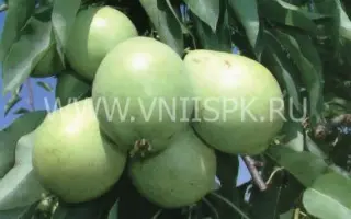 Скороспелка из Мичуринска