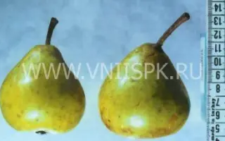 Сочинская ананасная