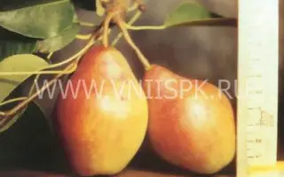 Талгарская красавица