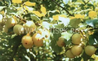 Талица (Скороспелка свердловская)