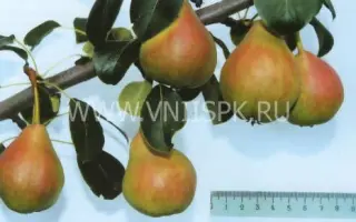 Тонковетка уральская