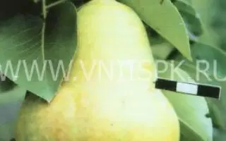 Тютчевская