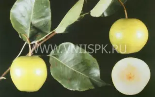 Утренняя свежесть