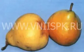 Февральская (Иммунная)