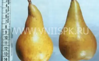 Черноморская янтарная