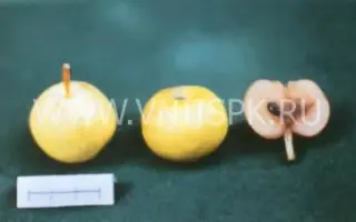 Черномяска буерачная