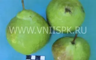 Юбилейная Корнеева