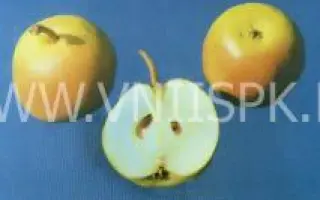 Яблоковидная