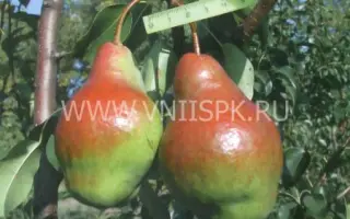 Яковлевская