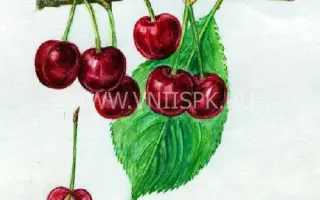 Бигарро Бурлат