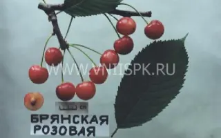 Брянская розовая