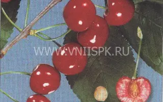 Валерий Чкалов