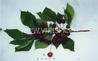 Гедельфинген