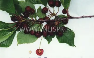 Дагестанка