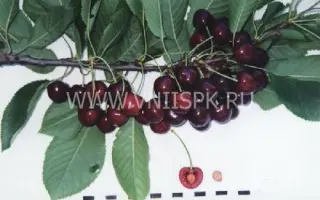 Дагестанская ранняя