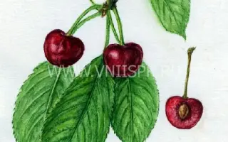 Дайбера чёрная