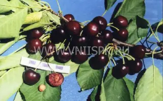 Дар изобилия