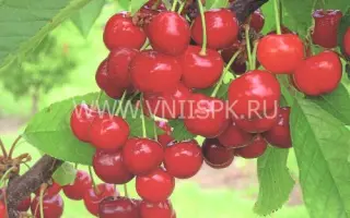 Донецкий уголек