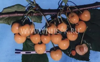 Дрогана жёлтая