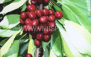 Кавказская