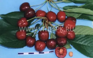 Кавказская улучшенная