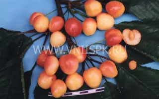 Краса Кубани