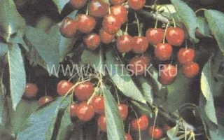 Краснодарская ранняя