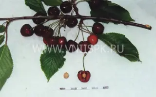 Любимица Корвацкого