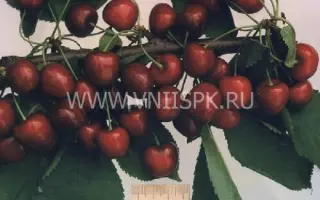 Мелитопольская чёрная