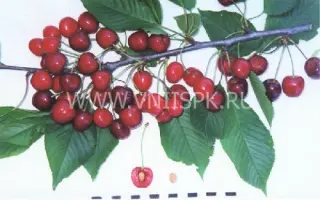 Наполеон черная