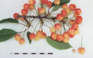 Орловская розовая