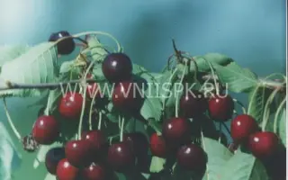 Памяти Чернышевского