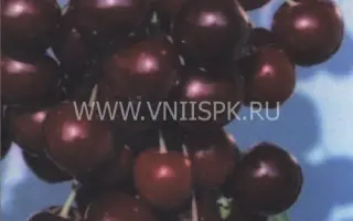 Память о Кайсыне