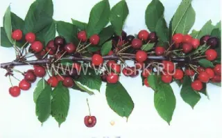 Память Покровской