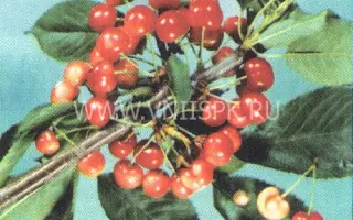 Розовый жемчуг