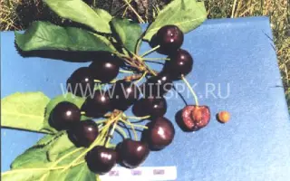 Рубиновая Кубани