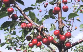 Рубиновая Никитина