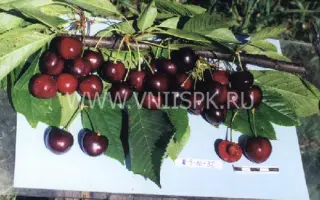 Утро Кубани