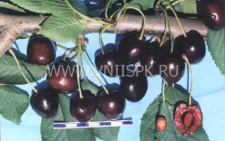 Французская чёрная