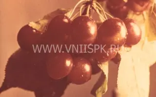 Этокская красавица