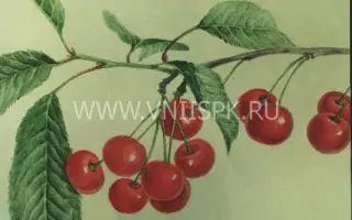 Аморель Никифорова