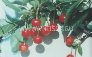 Аморель розовая