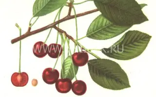 Анадольская