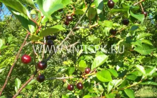 Антрацитовая