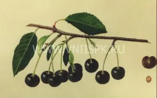 Владимирская