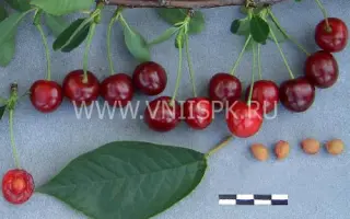 Волочаевка