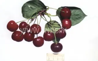 Гриот мелитопольский