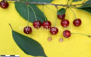 Гриот московский